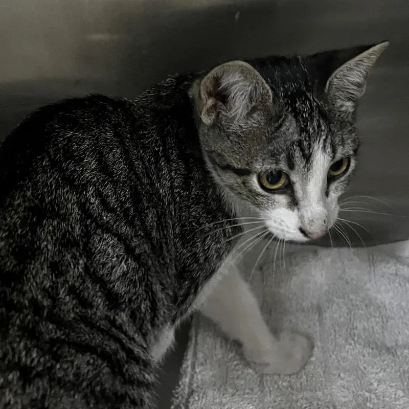 A baby small-sized female Brown / Chocolate Domestic Short Hair cat named Stray_ for adoption in Upland, CA