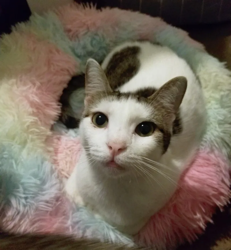 Bravo And Dipper thumbnail 2