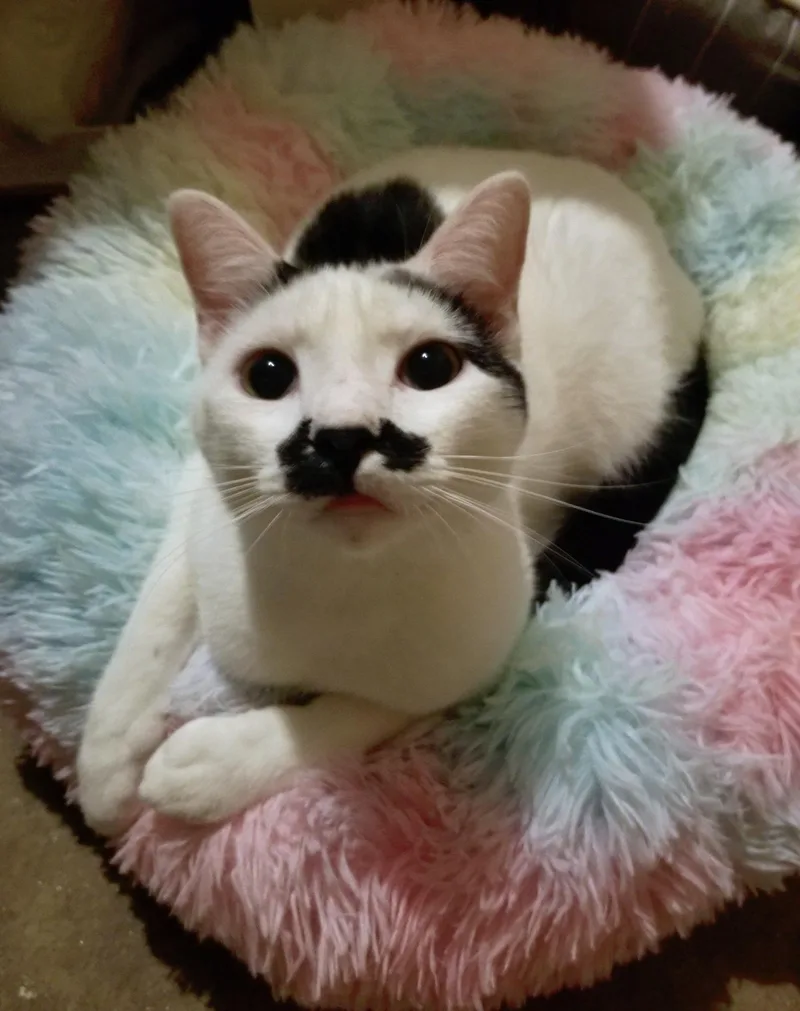 Bravo And Dipper thumbnail 3