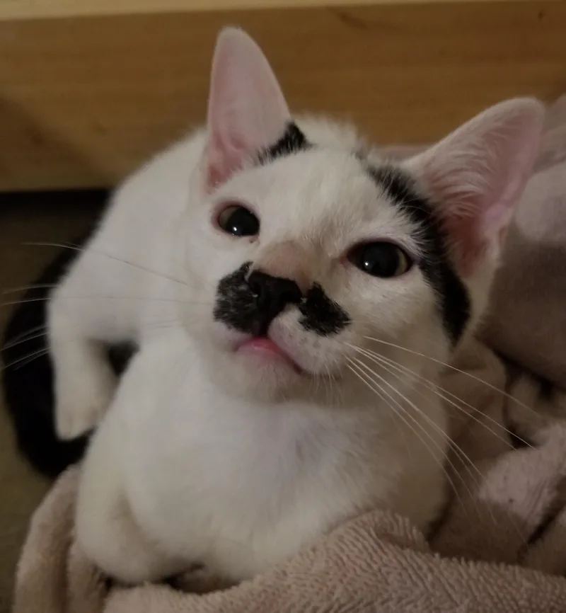 Bravo And Dipper thumbnail 4