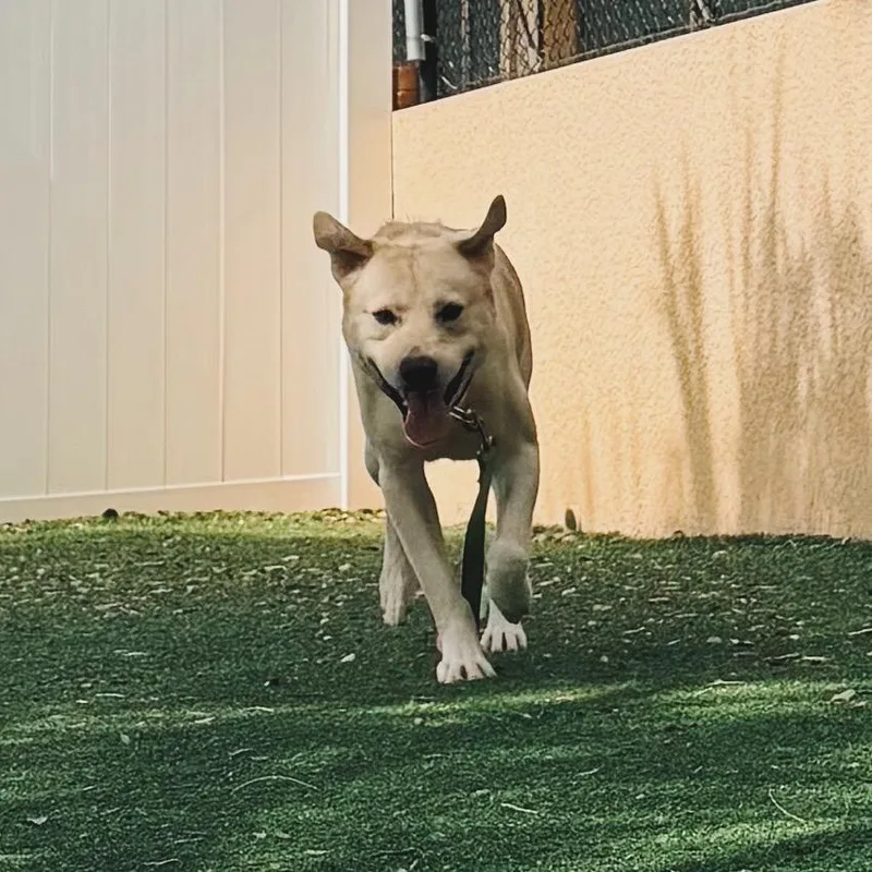 An adult medium-sized male Yellow / Tan / Blond / Fawn Yellow Labrador Retriever dog named Bay for adoption in Naples, FL