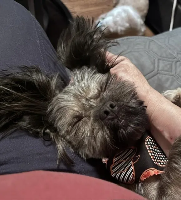 Sammy thumbnail 3