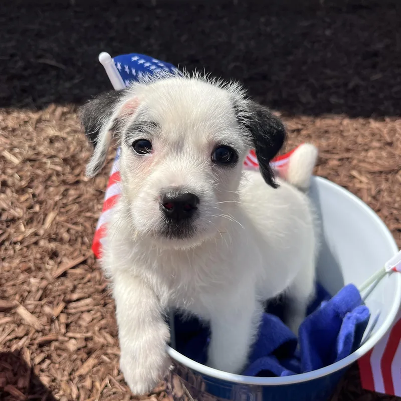 A baby small-sized female White / Cream Terrier dog named Sparkler for adoption in Salisbury, NC