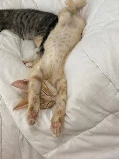 A baby medium-sized male Orange / Red Domestic Short Hair cat named Sorbet for adoption in Nashville, TN