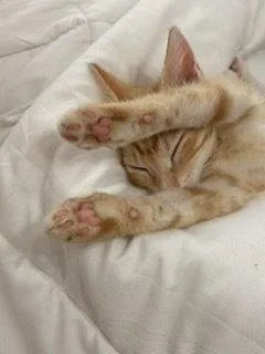Sorbet thumbnail 3