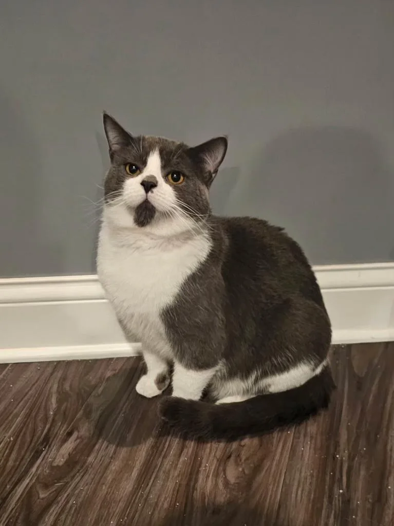 A young medium-sized male Gray & White Domestic Short Hair cat named Truffle for adoption in Mokena, IL