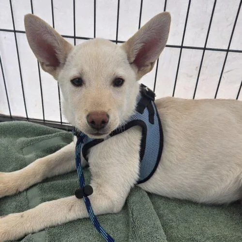 A baby small-sized male White / Cream Mixed Breed dog named Hunter for adoption in San Juan Capistrano, CA