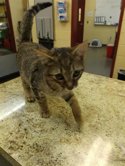 An adult medium-sized male Domestic Short Hair cat named Kale for adoption in Independence, MO