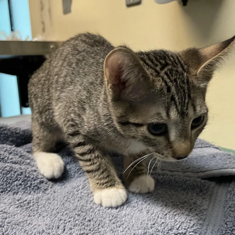 A baby small-sized female Brown / Chocolate Domestic Short Hair cat named Ursula for adoption in Pasadena, CA