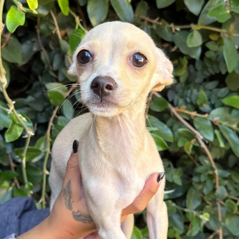 A baby small-sized female White / Cream Chihuahua dog named Amber for adoption in Santa Barbara, CA