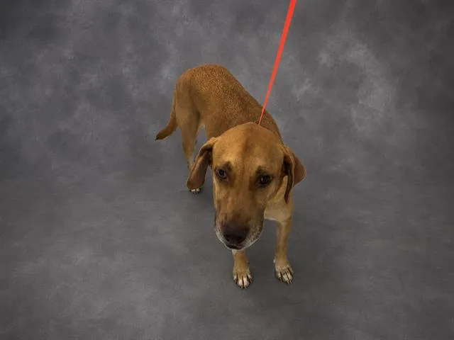 An adult large-sized male Labrador Retriever dog named Bon Jovi for adoption in Winter Haven, FL