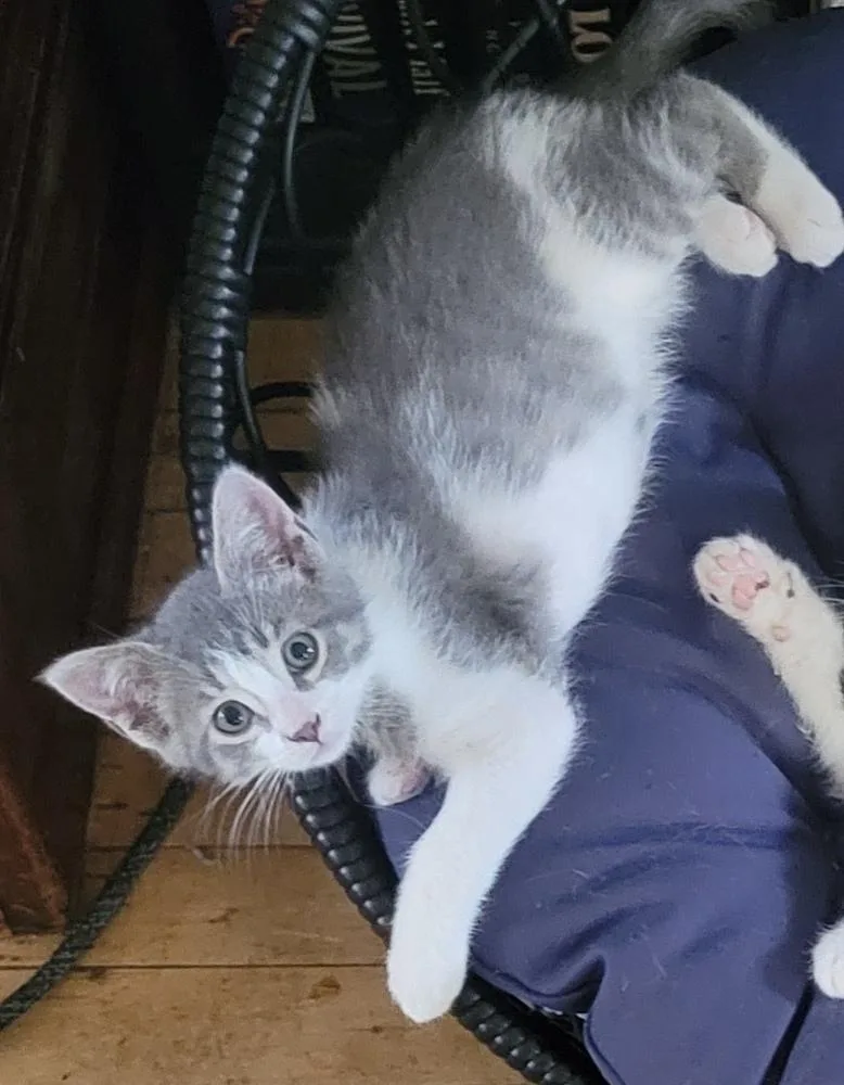 A baby small-sized female Gray & White Domestic Short Hair cat named Pixie for adoption in Plymouth, MN