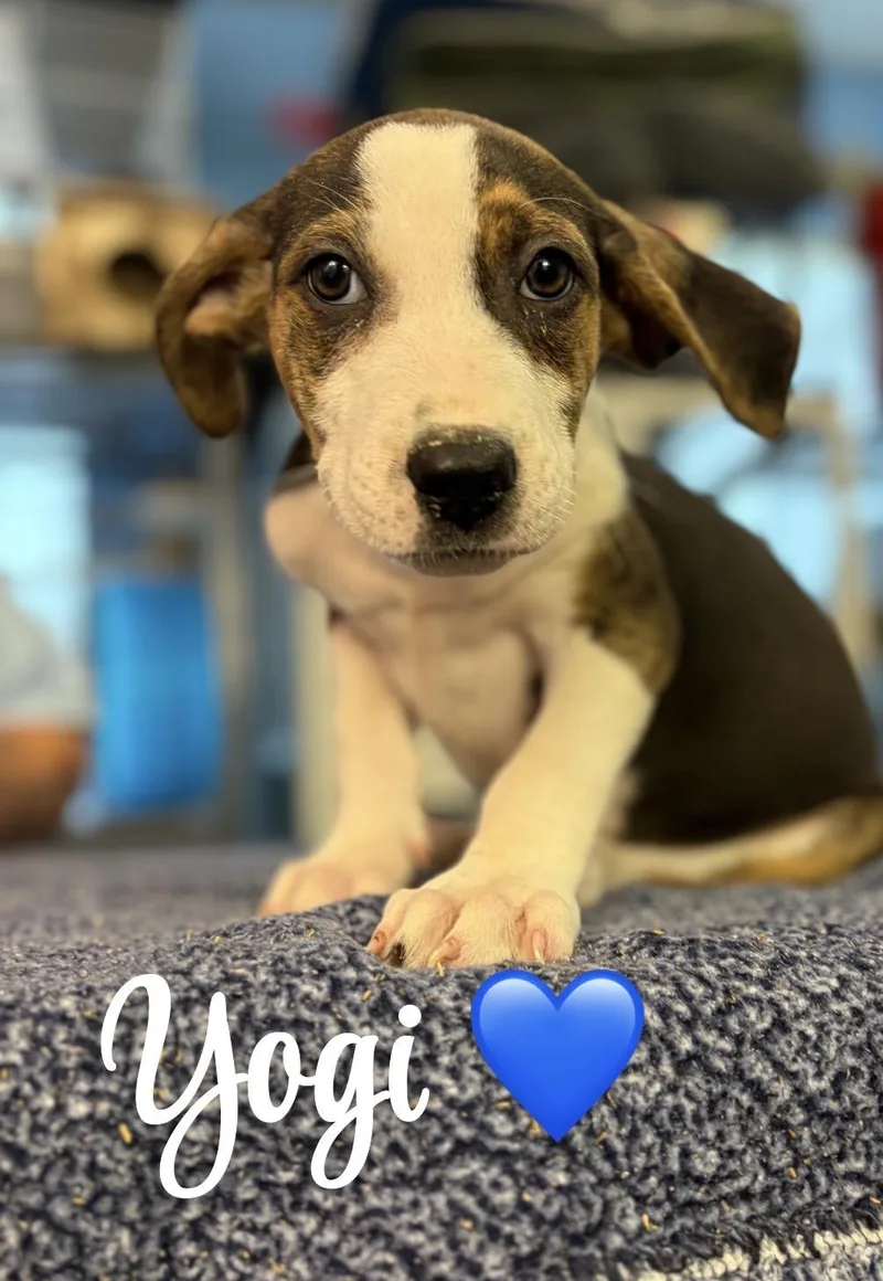 A baby medium-sized male Tricolor (Brown, Black, & White) Beagle dog named Yogi for adoption in Felton, PA