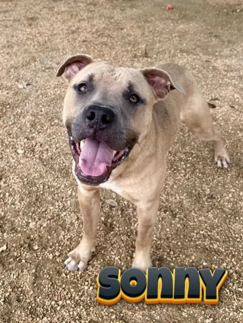 An adult medium-sized male Yellow / Tan / Blond / Fawn American Staffordshire Terrier dog named Sonny for adoption in Comfort, TX