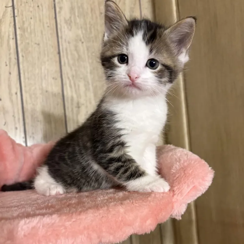 A baby small-sized male Brown / Chocolate Domestic Short Hair cat named Oak for adoption in North Canton, OH