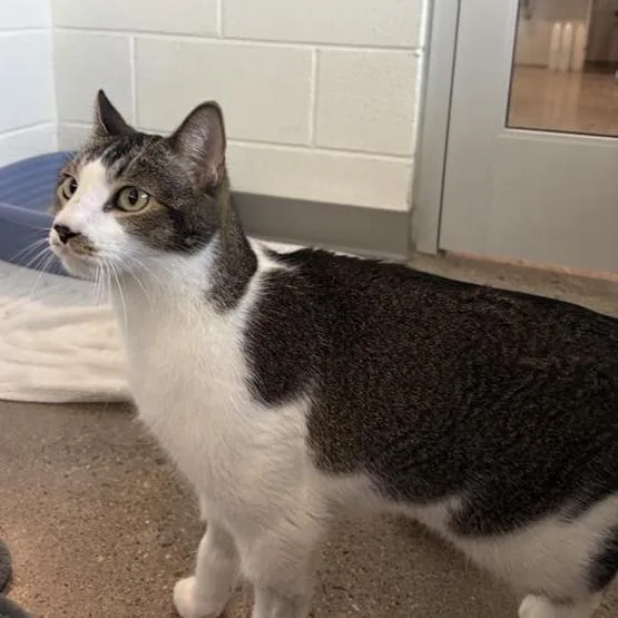 An adult large-sized male Gray / Blue / Silver Domestic Short Hair cat named Linus for adoption in Phoenix, AZ