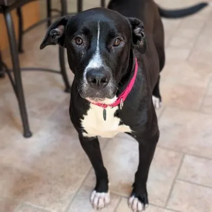An adult large-sized female Mixed Breed dog named Nyx for adoption in Wheaton, IL