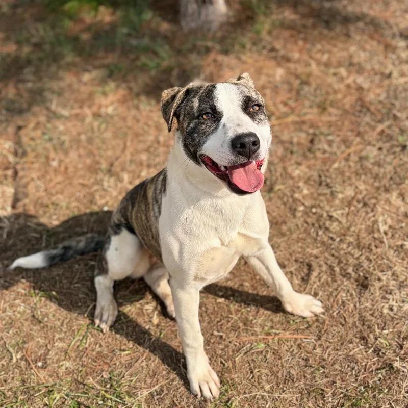 A young medium-sized female Brindle Hound dog named Bali for adoption in Bastrop, TX
