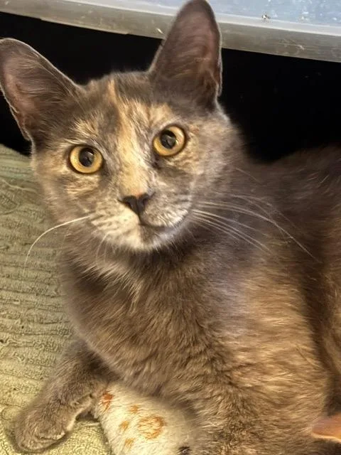 A young medium-sized female Domestic Short Hair cat named Esme for adoption in Camp Hill, PA