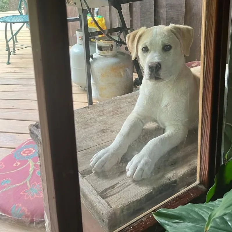 A young medium-sized male Yellow / Tan / Blond / Fawn Labrador Retriever dog named Oliver for adoption in East Flat Rock, NC