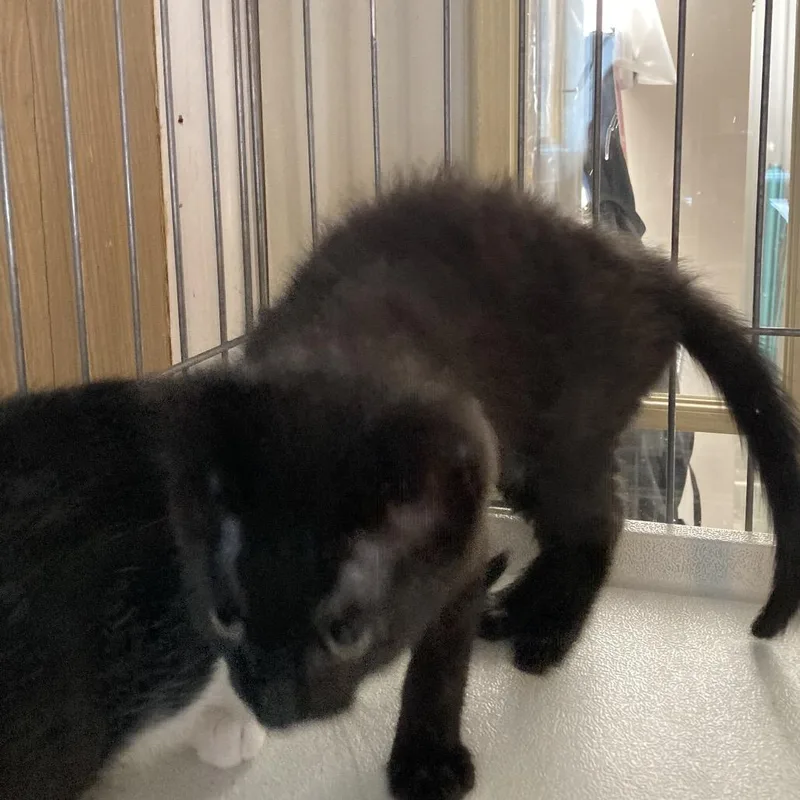 A baby small-sized male Black Domestic Medium Hair cat named Marty for adoption in Marion, IL