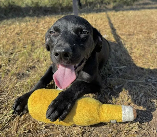 A young large-sized male Labrador Retriever dog named Grant for adoption in Tarrytown, GA