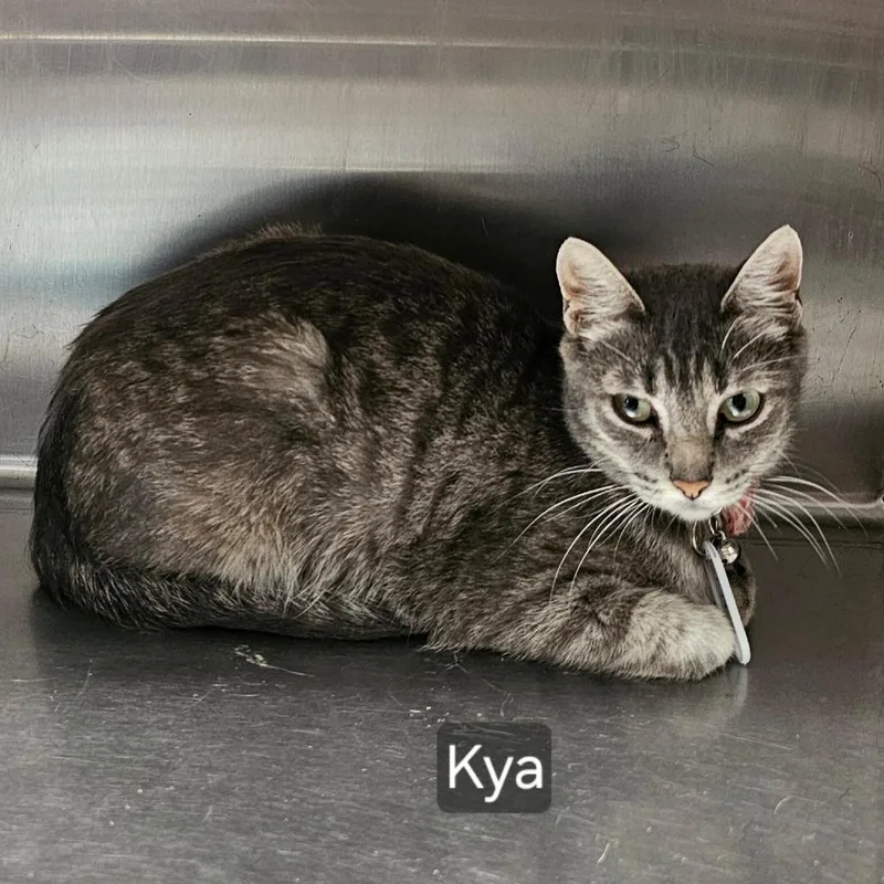 A young small-sized female Gray / Blue / Silver Domestic Short Hair cat named Kya for adoption in mount vernon, AR