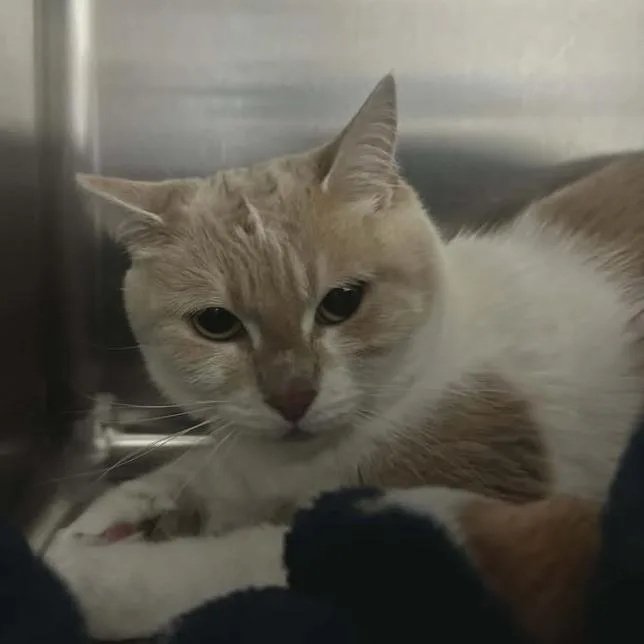 An adult small-sized female White Domestic Short Hair cat named Buttercup for adoption in Greenville, PA