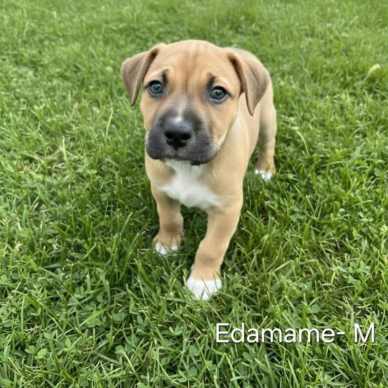 A baby medium-sized male Pit Bull Terrier dog named Edamame for adoption in Griswold, CT