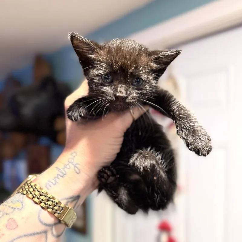 A baby small-sized female Black Domestic Short Hair cat named Smalls for adoption in Port Richey, FL