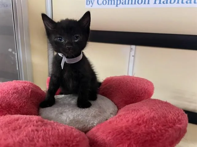 A baby small-sized male Domestic Short Hair cat named Monday for adoption in Lancaster, CA