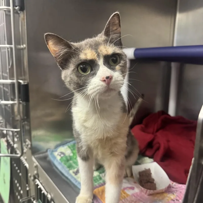 An adult medium-sized female Domestic Short Hair cat named Erica for adoption in Los Angeles, CA