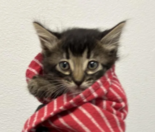 A baby small-sized male Domestic Short Hair cat named Mulder for adoption in Escondido, CA
