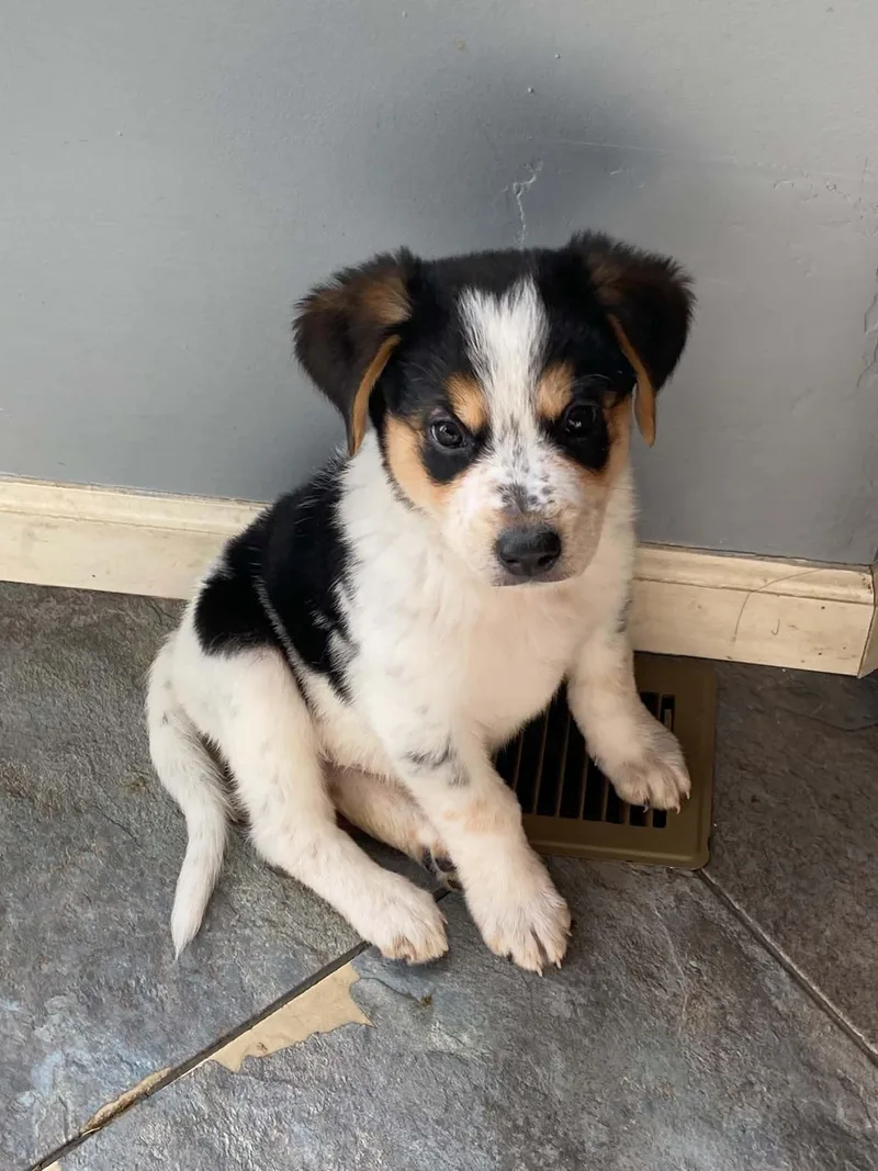 A baby medium-sized male Australian Cattle Dog / Blue Heeler dog named Woody for adoption in St. Louis, MO