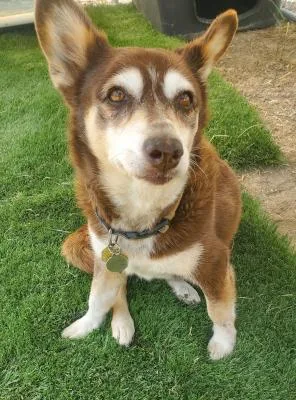 A senior medium-sized female Red / Chestnut / Orange Corgi dog named Ginger for adoption in Santa Paula, CA