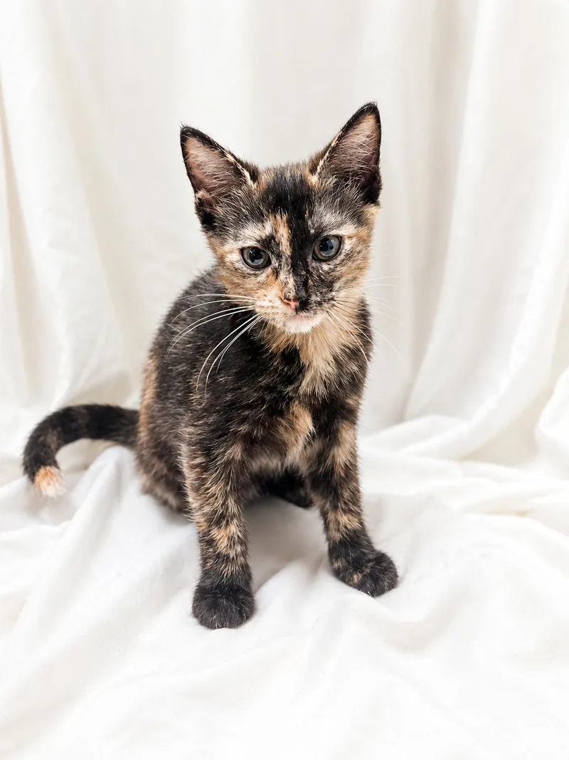 A baby medium-sized female Tortoiseshell Domestic Short Hair cat named Bella Biscuit Bottom for adoption in Greensboro, NC