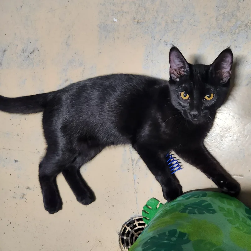 A young medium-sized male Black Domestic Short Hair cat named Winkie for adoption in Bolingbrook, IL