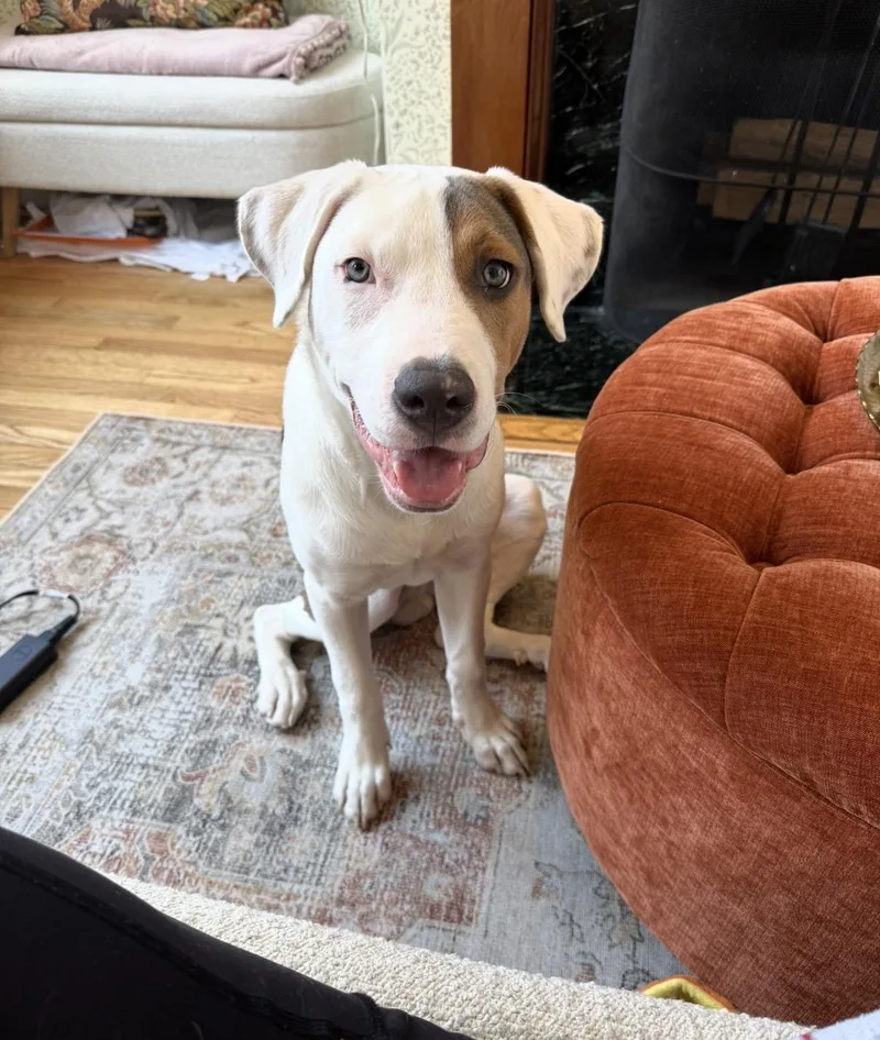 A young large-sized male Tricolor (Brown, Black, & White) Terrier dog named Chowder for adoption in Longview, TX