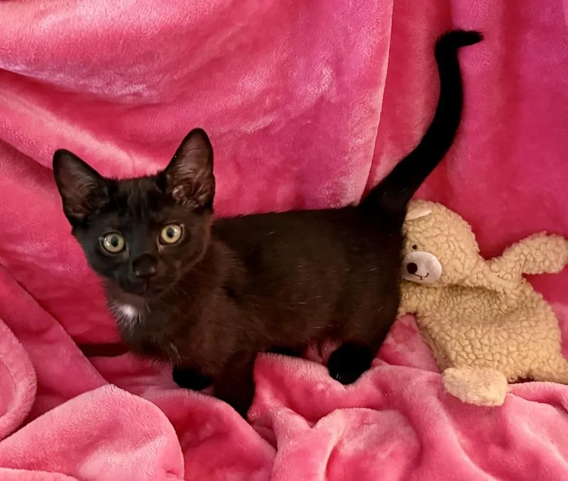 A baby small-sized male Black Domestic Long Hair cat named Count Chocula for adoption in Calimesa, CA
