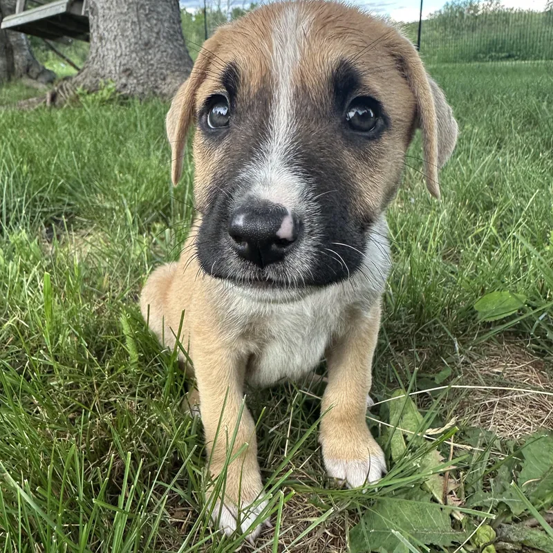 Taco Jr