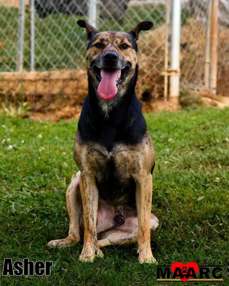 An adult medium-sized male Jack Russell Terrier dog named Asher for adoption in Maryville, TN