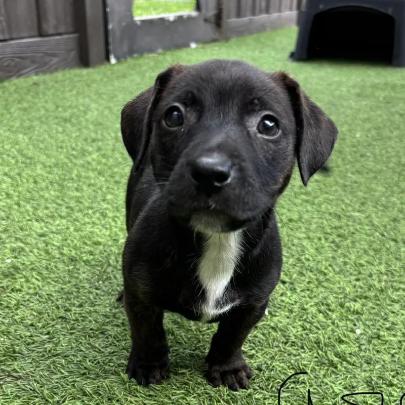 A baby medium-sized male Black Shepherd dog named Royce for adoption in LOXAHATCHEE, FL