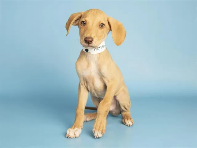 A baby small-sized male Doberman Pinscher dog named Dennis for adoption in Phoenix, AZ