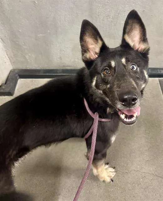 An adult medium-sized male German Shepherd Dog dog named Rainier for adoption in San Francisco, CA