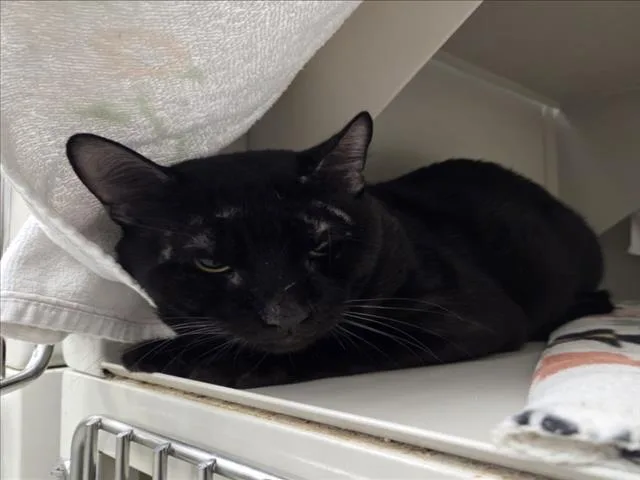 An adult large-sized male Domestic Short Hair cat named James for adoption in Las Vegas, NV