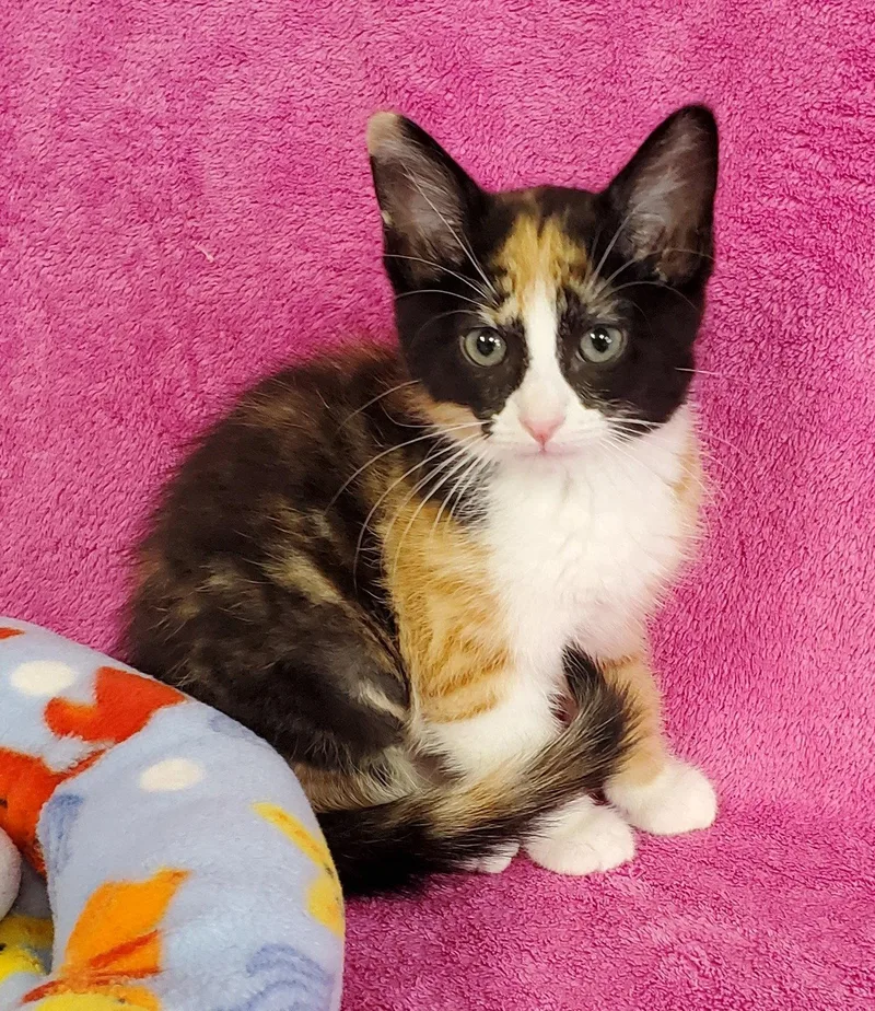 A baby medium-sized female Domestic Medium Hair cat named Chyna for adoption in Greenville, IL