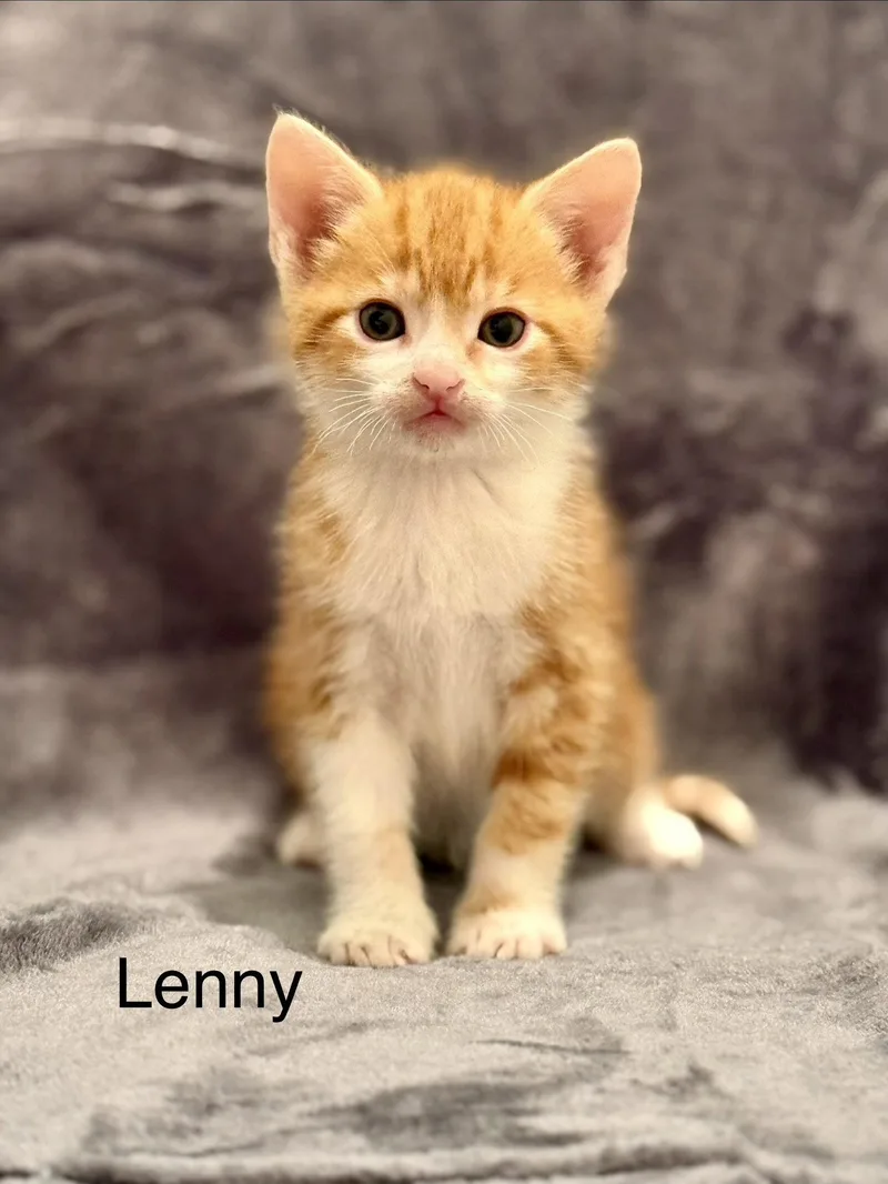 A baby medium-sized male Orange & White Tabby cat named Lenny for adoption in Campbell, CA