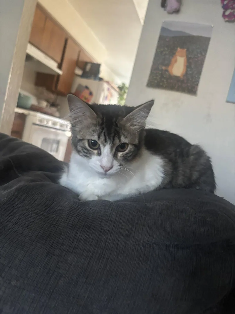 A young medium-sized female Tabby cat named Willow for adoption in Napa, CA
