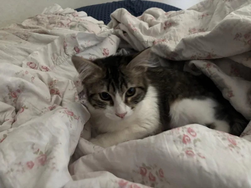 Willow thumbnail 2