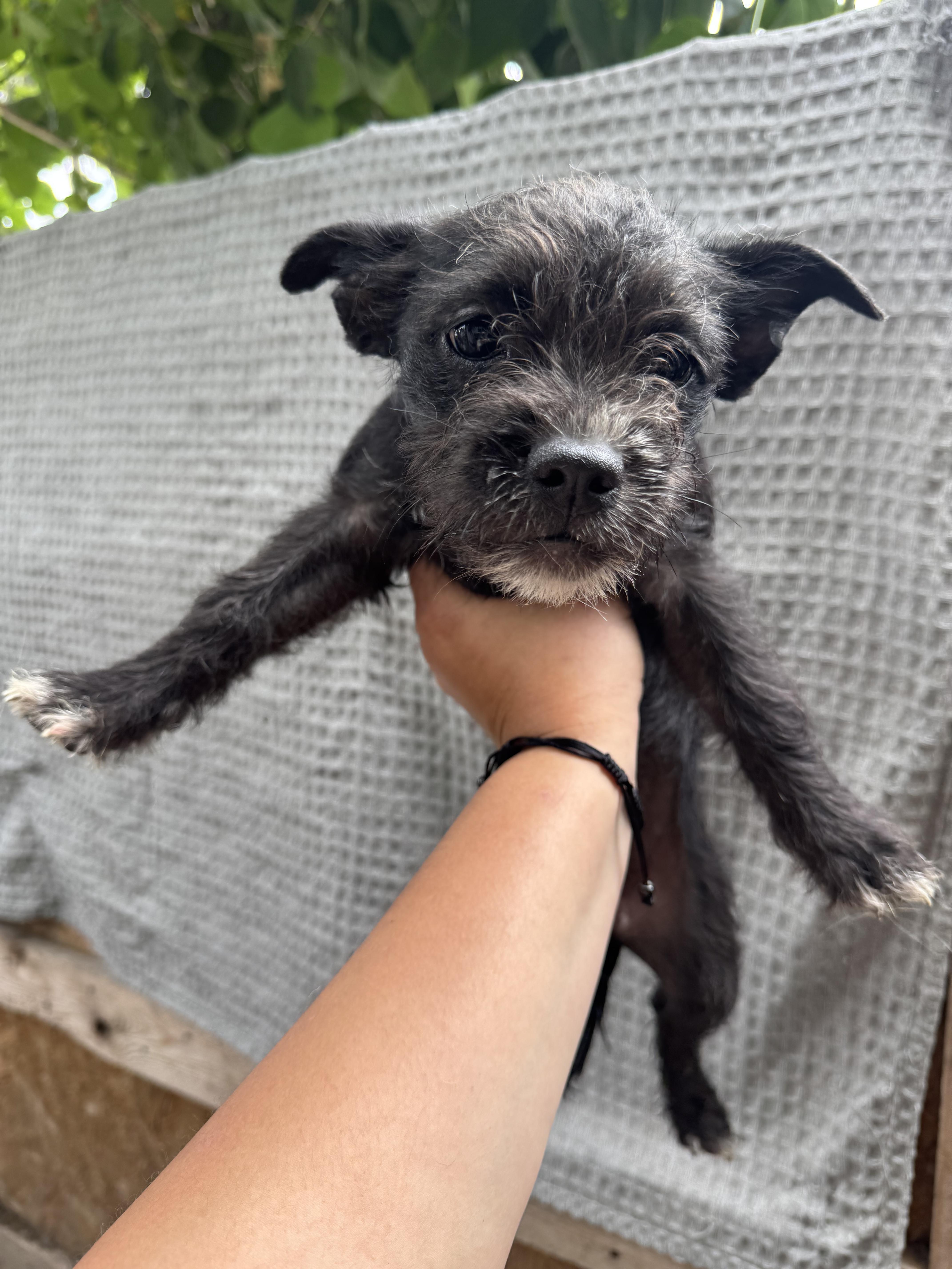 A baby small-sized male Black Poodle dog named Mavis for adoption in Los Angeles, CA